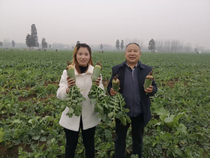 豫青6号水果萝卜种子口感好商品性好抗病能力强