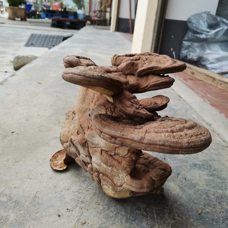 野生木灵芝树舌干透干净无虫蚀，全国发货需要的电联