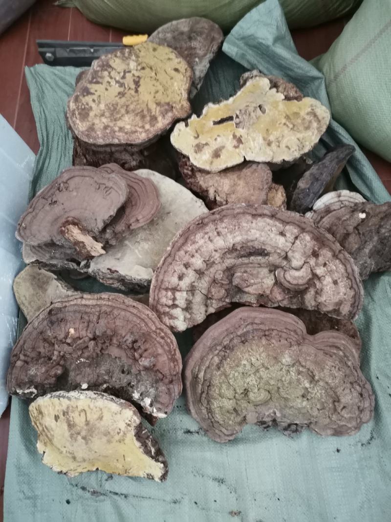 野生木灵芝树舌干透干净无虫蚀，全国发货需要的电联