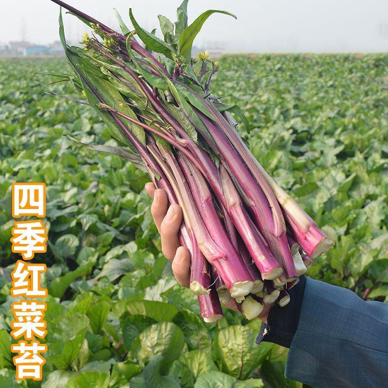 千里颂小叶御菜红菜苔种子优质杂交高产早熟翠玉白菜苔春秋播
