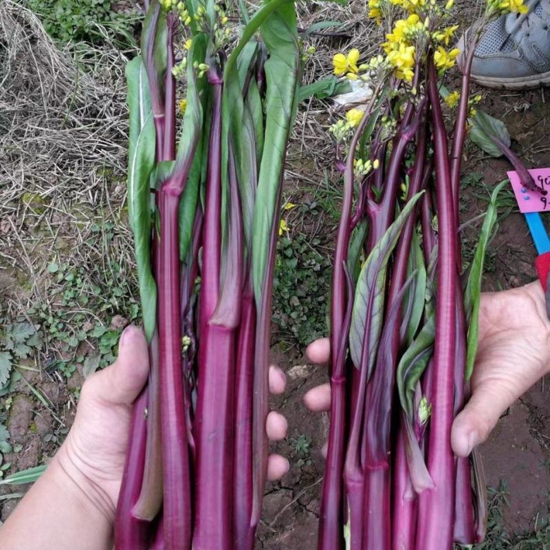 千里颂小叶御菜红菜苔种子优质杂交高产早熟翠玉白菜苔春秋播