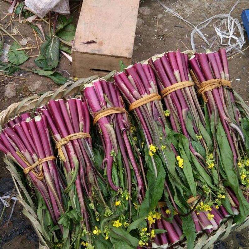 千里颂小叶御菜红菜苔种子优质杂交高产早熟翠玉白菜苔春秋播