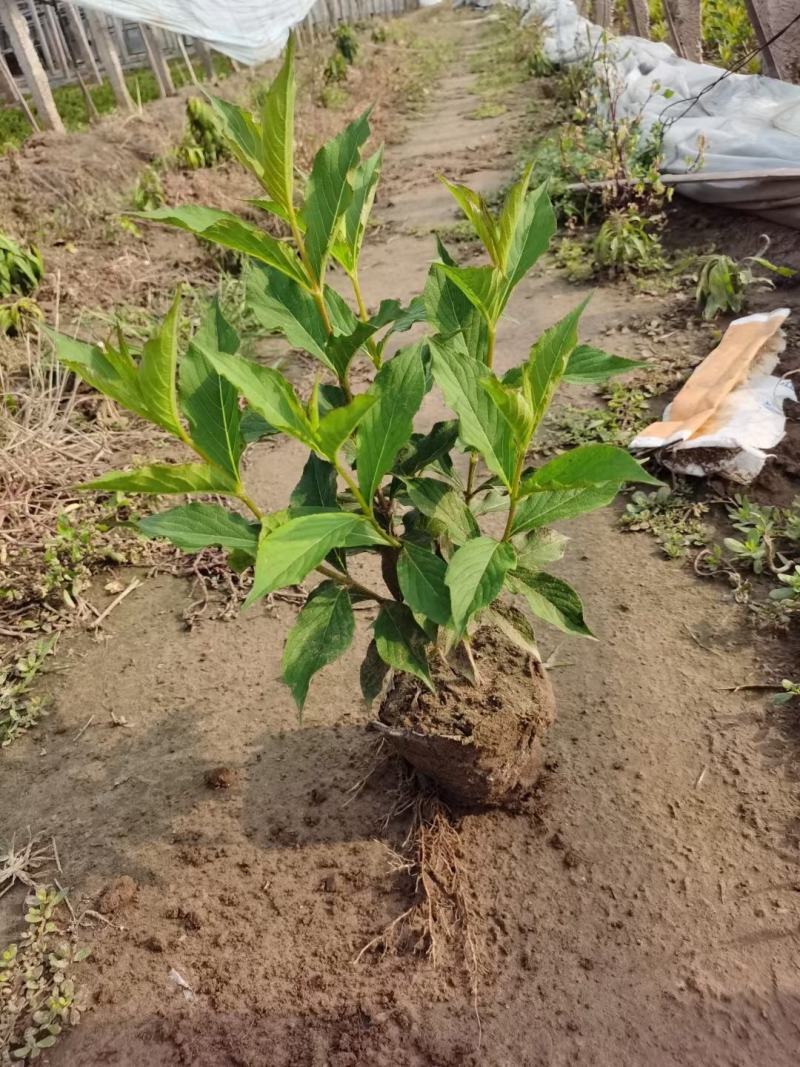 河北定州-锦带红王子锦带杯苗大田苗大量供应