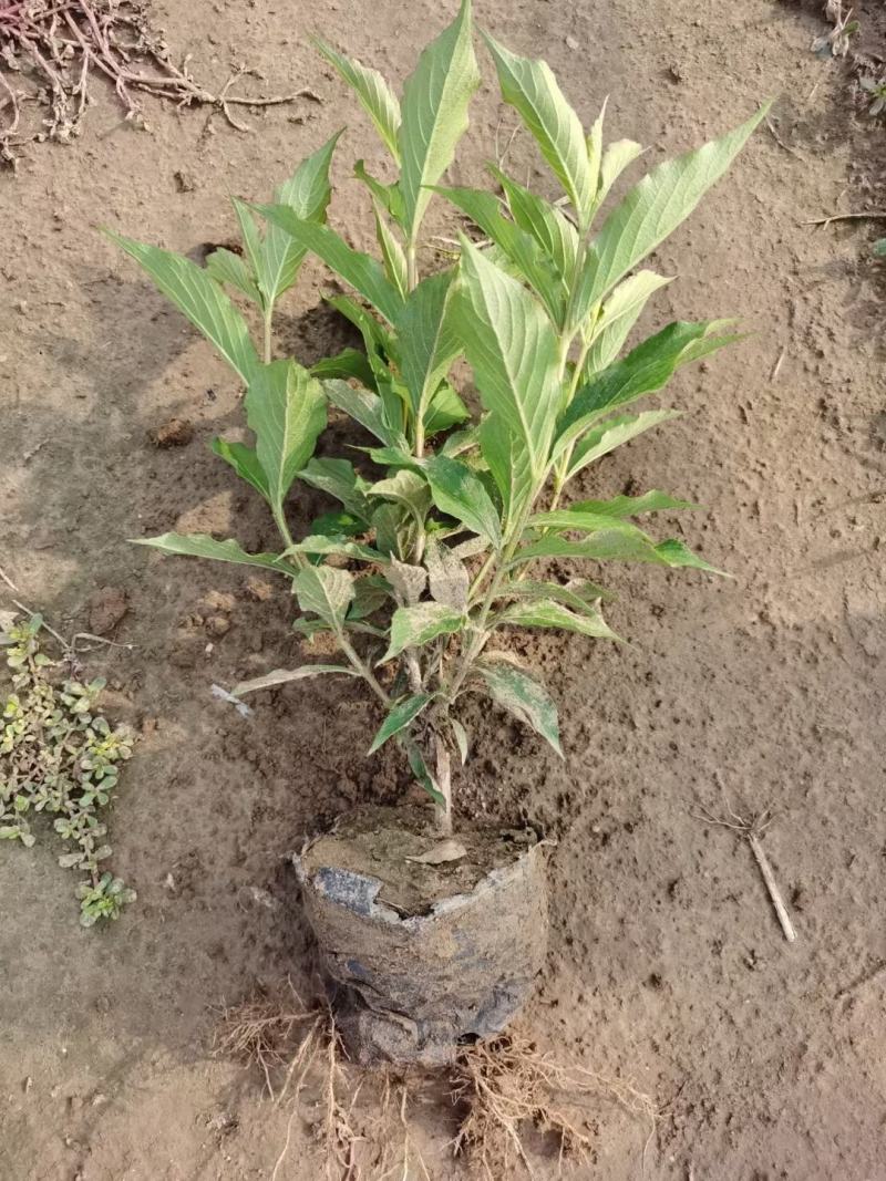 河北定州-锦带红王子锦带杯苗大田苗大量供应