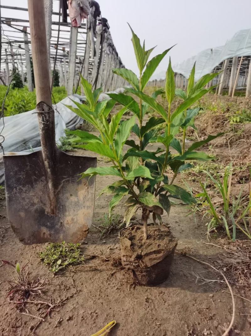 河北定州-锦带红王子锦带杯苗大田苗大量供应