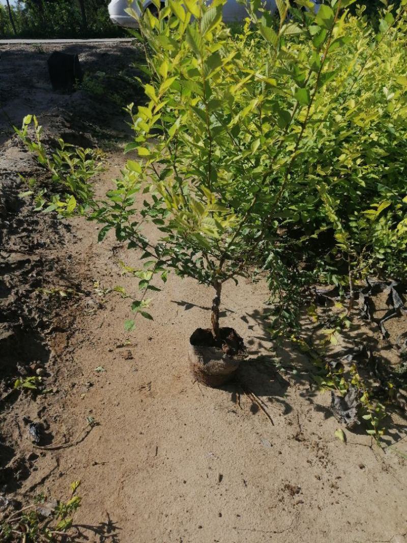 河北定州-大量金叶榆树小苗嫁接金叶榆榆树小苗