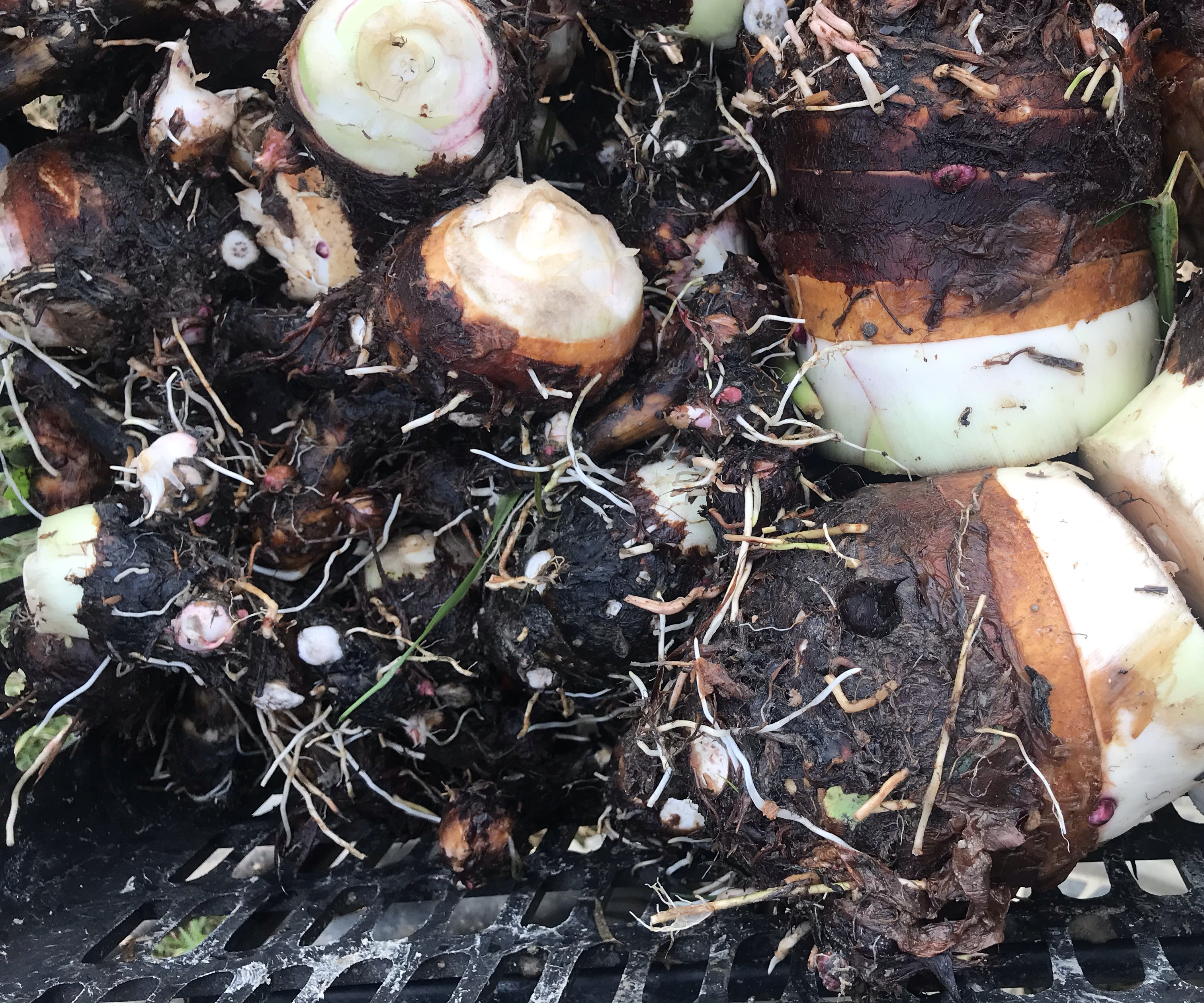 香芋蒸熟后用于制作甜品或主食,展现其自然香气与软糯口感 香芋烹饪成品图