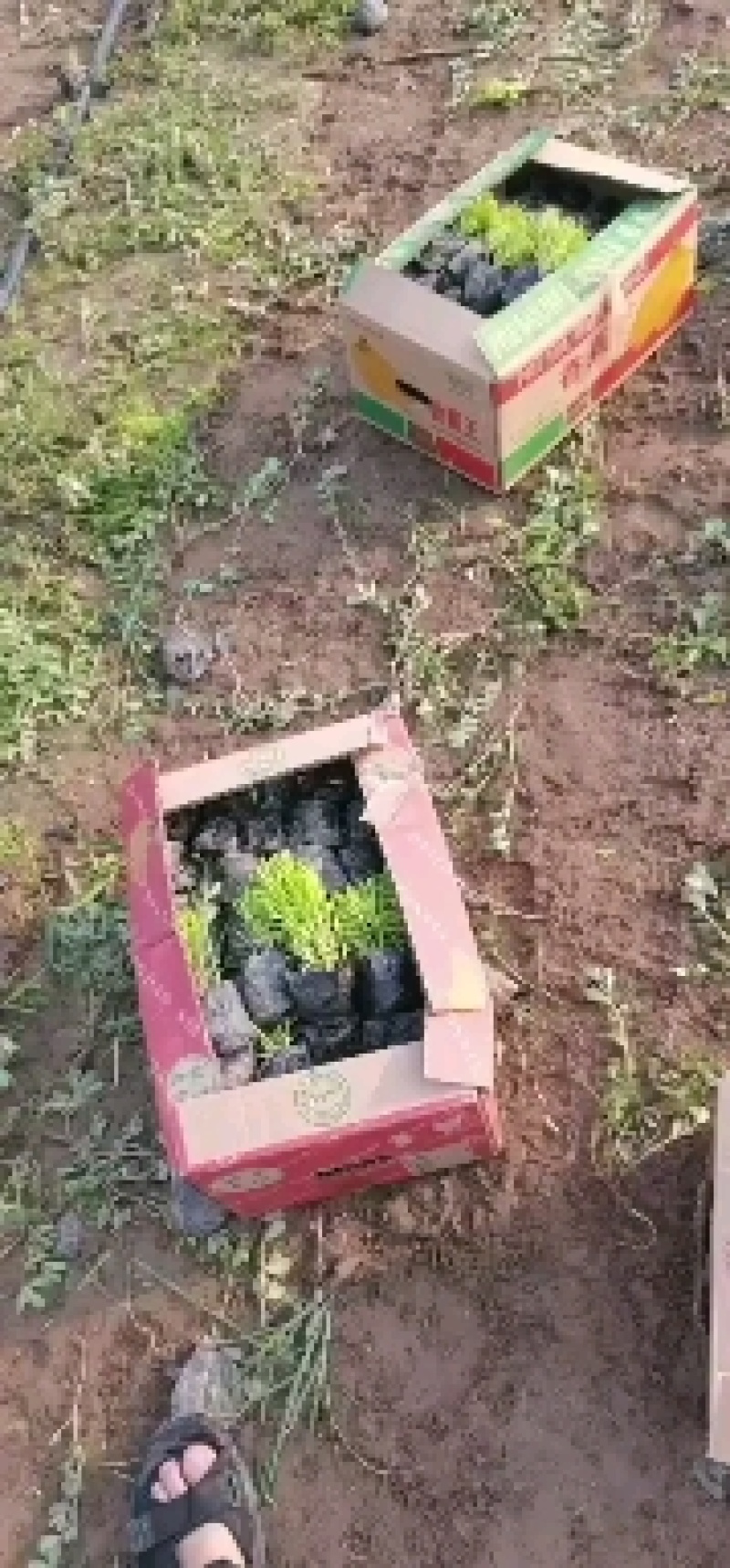 定州盆景盆花千屈菜盆花宿根花卉多年生欢迎咨询采购
