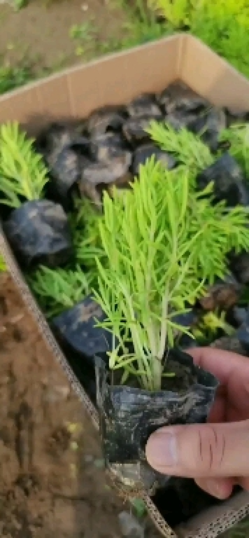 定州盆景盆花千屈菜盆花宿根花卉多年生欢迎咨询采购