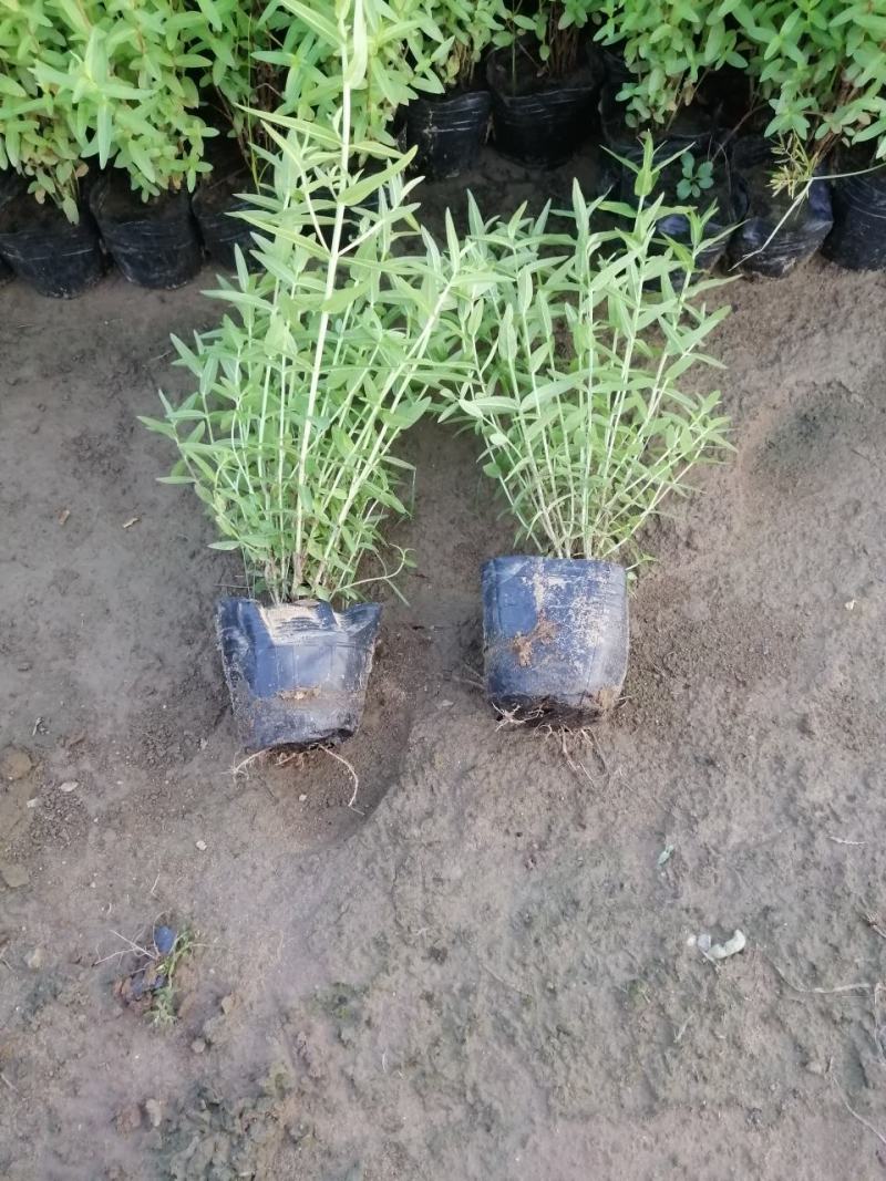 定州盆景盆花千屈菜盆花宿根花卉多年生欢迎咨询采购