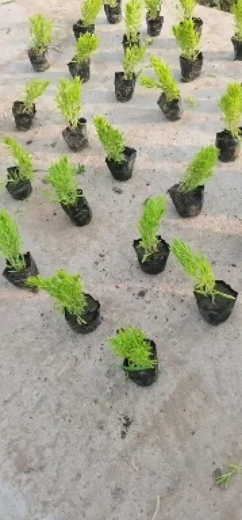 定州盆景盆花千屈菜盆花宿根花卉多年生欢迎咨询采购