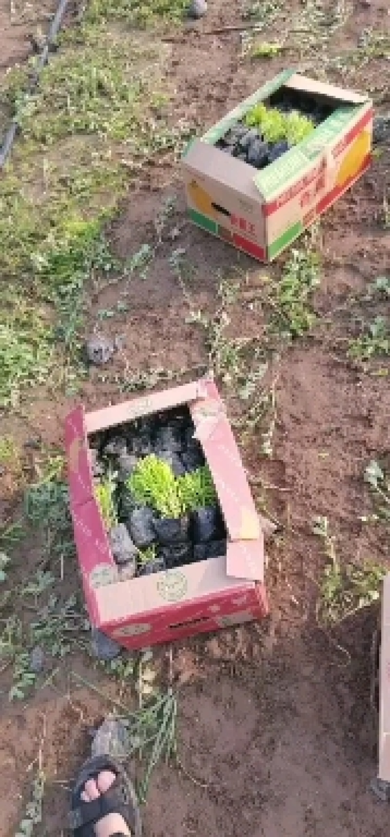定州盆景盆花千屈菜盆花宿根花卉多年生欢迎咨询采购
