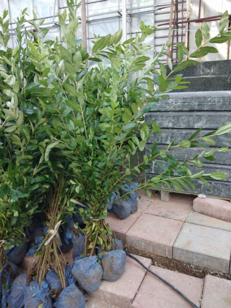 河北保定金叶女贞金叶水蜡水蜡紫夜水蜡欢迎咨询
