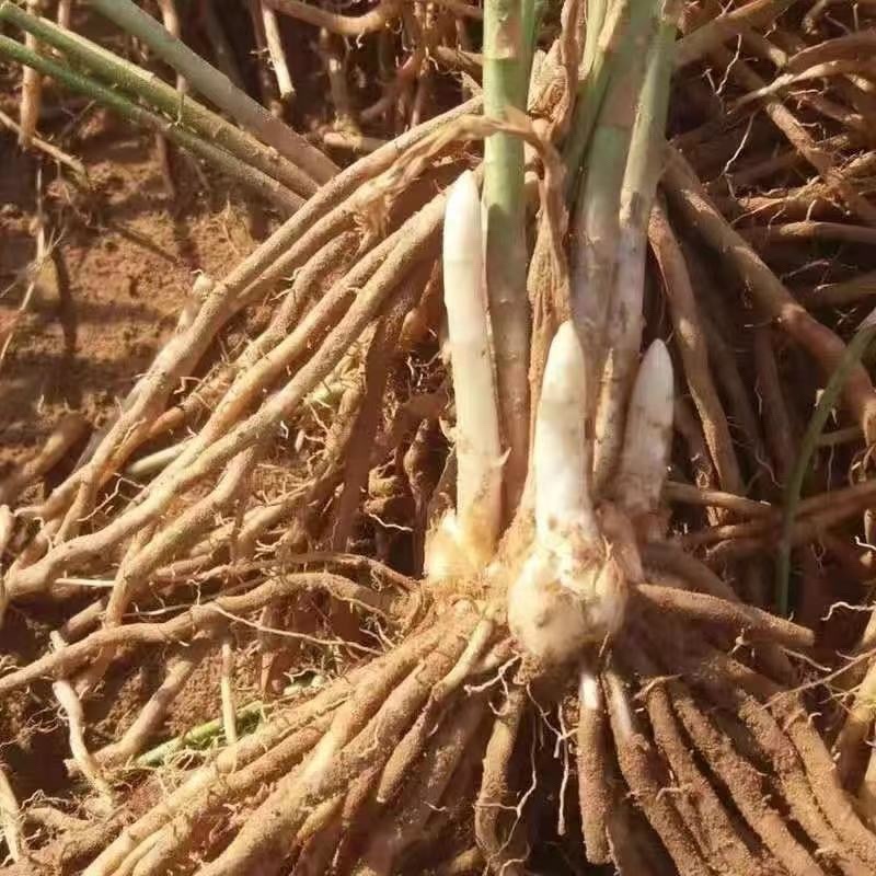 芦笋苗多年生植物抗病抗寒一次种植多年采收