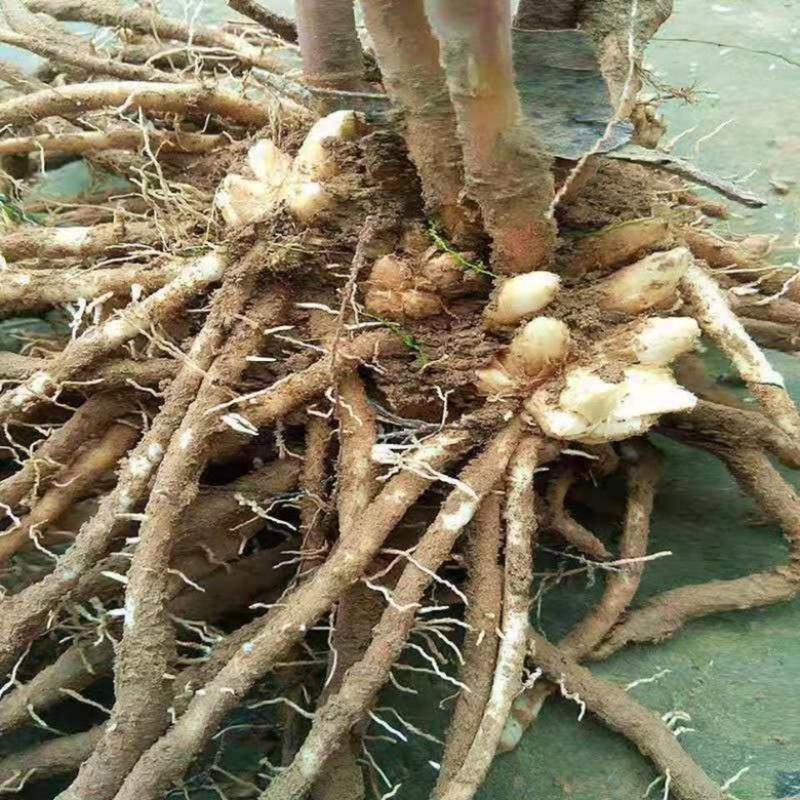芦笋苗多年生植物抗病抗寒一次种植多年采收