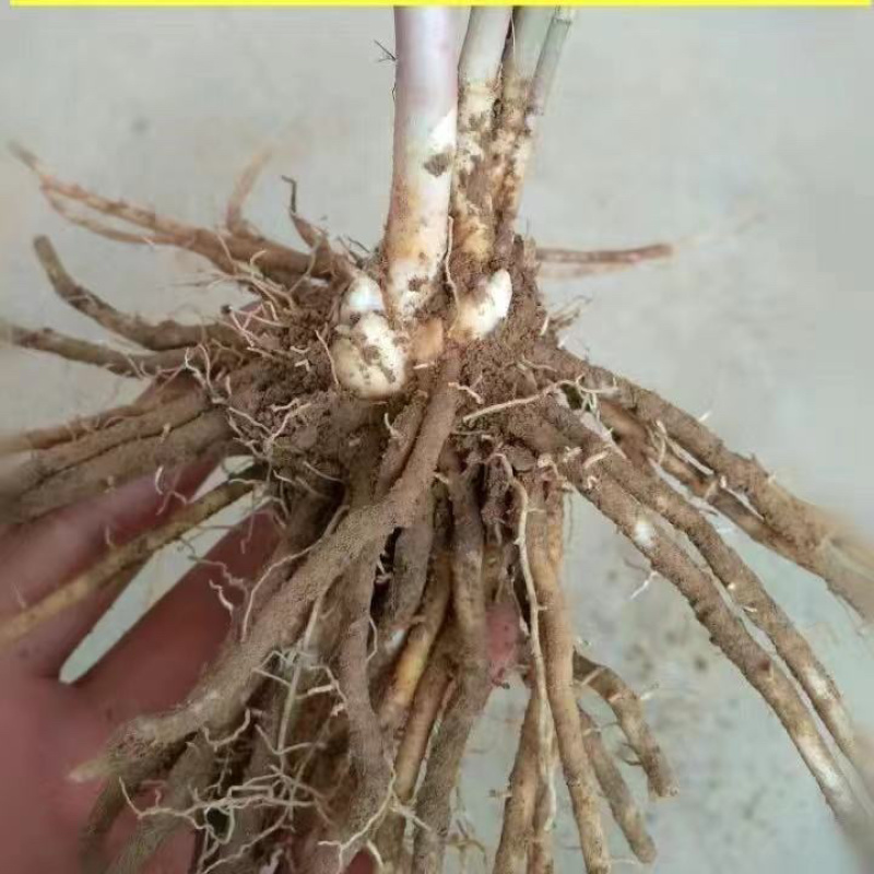 芦笋苗多年生植物抗病抗寒一次种植多年采收