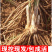 芦笋苗多年生植物抗病抗寒一次种植多年采收