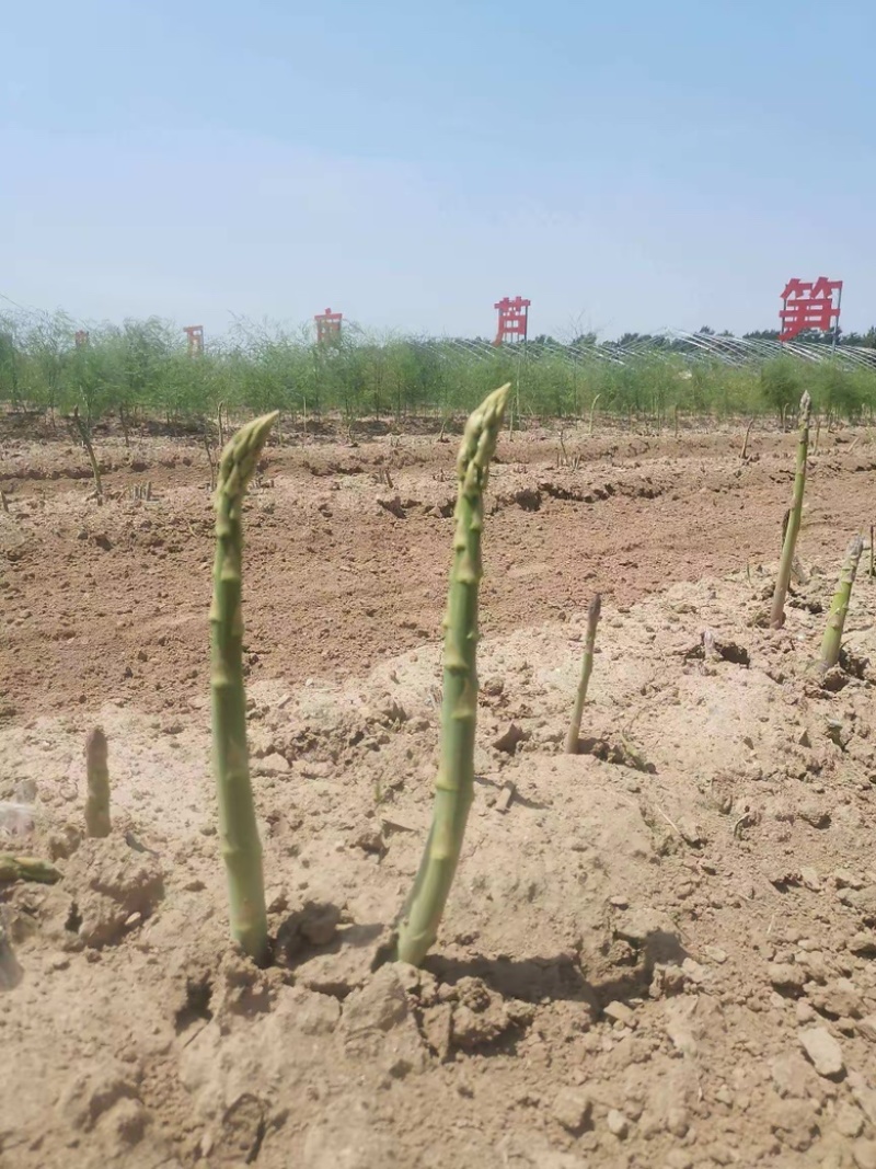 芦笋苗多年生植物抗病抗寒一次种植多年采收