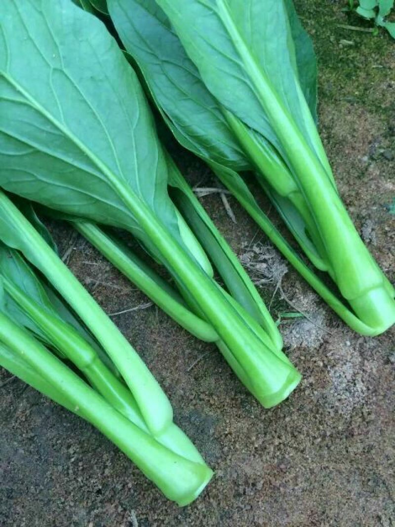 油绿甜脆甜菜心种子菜芯菜苔油青菜籽高产早熟四季播蔬菜种子