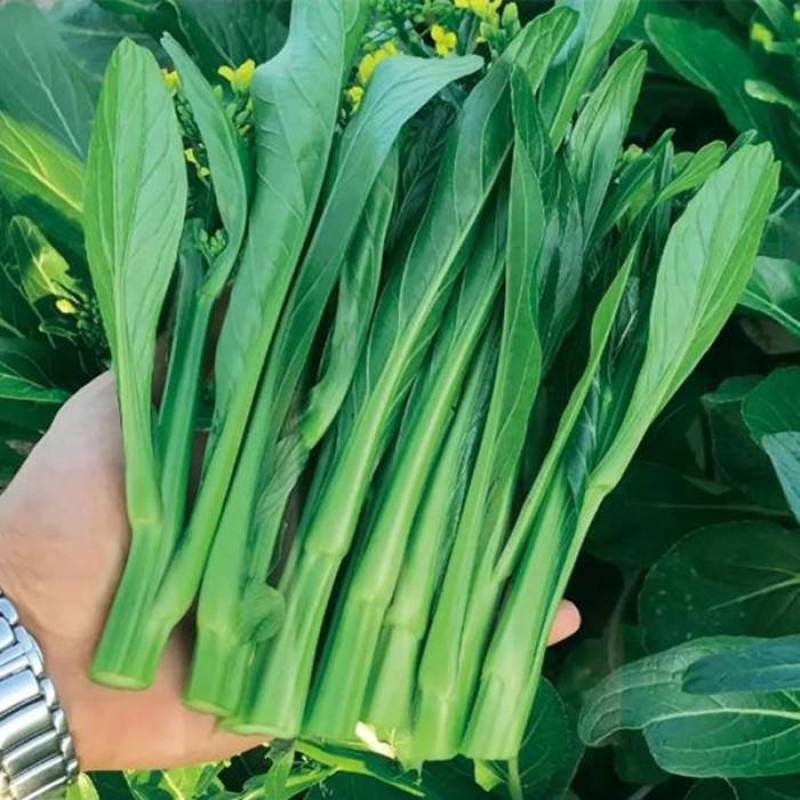 油绿甜脆甜菜心种子菜芯菜苔油青菜籽高产早熟四季播蔬菜种子