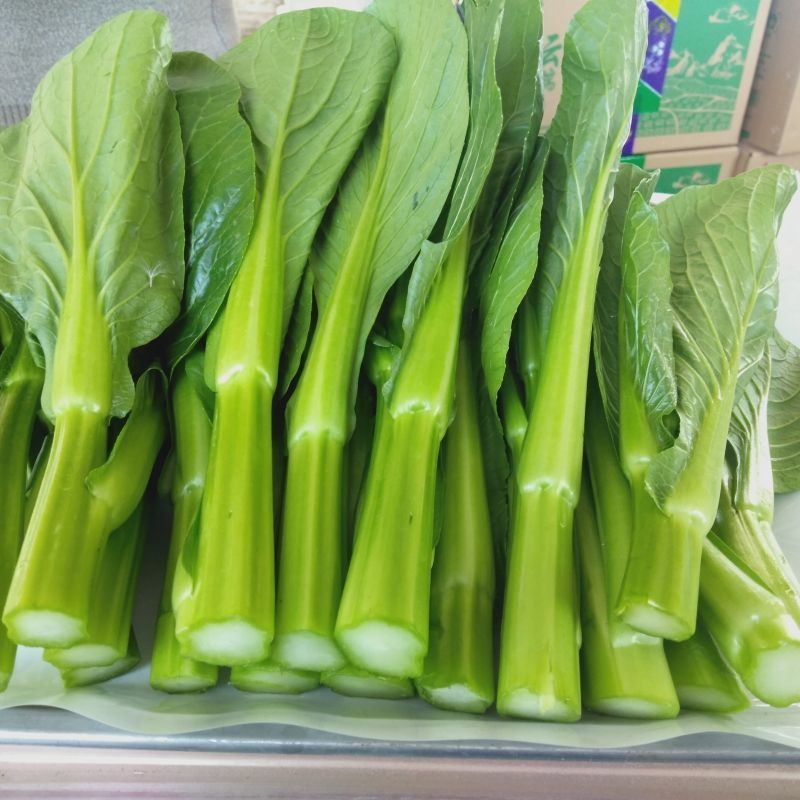 油绿甜脆甜菜心种子菜芯菜苔油青菜籽高产早熟四季播蔬菜种子