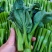 油绿甜脆甜菜心种子菜芯菜苔油青菜籽高产早熟四季播蔬菜种子