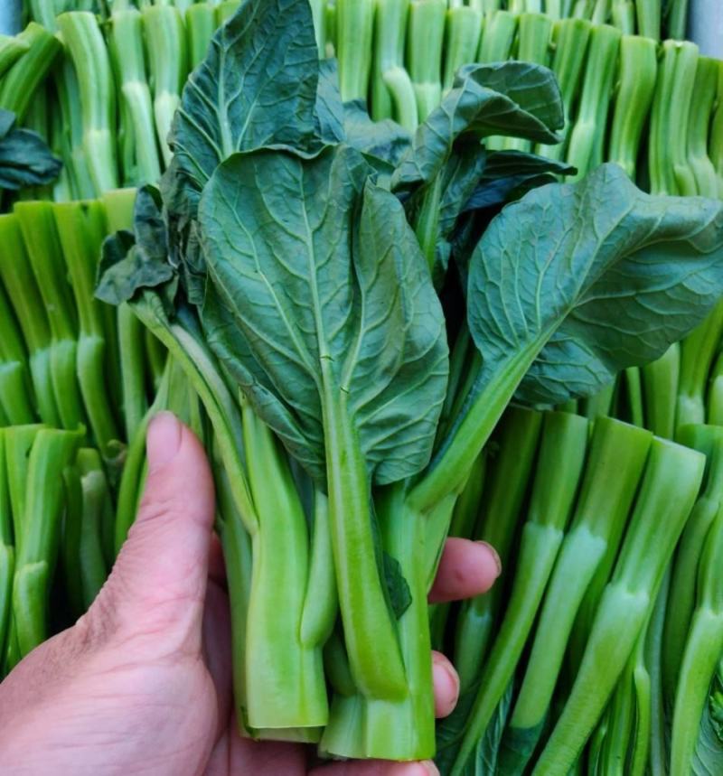 油绿甜脆甜菜心种子菜芯菜苔油青菜籽高产早熟四季播蔬菜种子