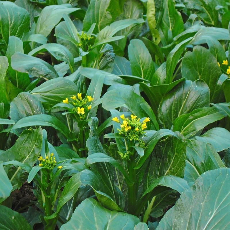 德高青苔1号菜苔种子早熟甜脆广东菜心种子农家夏秋四季
