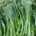 德高青苔1号菜苔种子早熟甜脆广东菜心种子农家夏秋四季