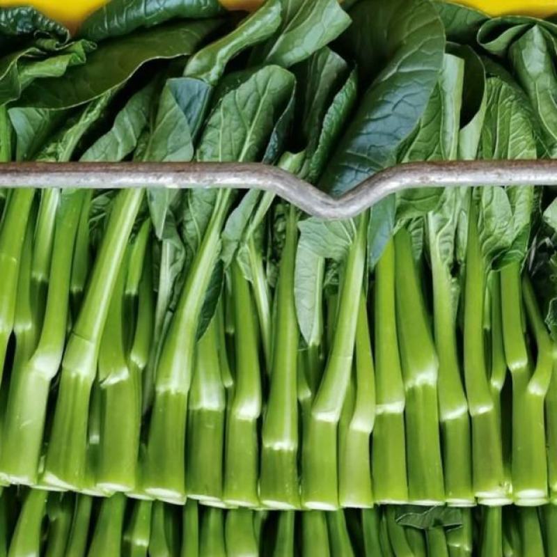 德高青苔1号菜苔种子早熟甜脆广东菜心种子农家夏秋四季