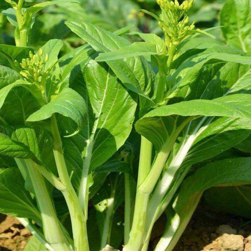 德高青苔1号菜苔种子早熟甜脆广东菜心种子农家夏秋四季