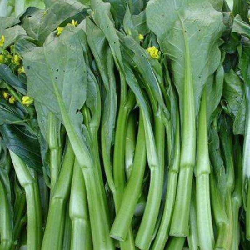 油翠菜心种子耐热耐湿青翠高产甜菜心菜台种籽春秋四季青菜苔