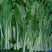 油翠菜心种子耐热耐湿青翠高产甜菜心菜台种籽春秋四季青菜苔