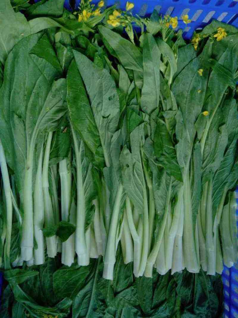 油翠菜心种子耐热耐湿青翠高产甜菜心菜台种籽春秋四季青菜苔