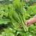 油翠菜心种子耐热耐湿青翠高产甜菜心菜台种籽春秋四季青菜苔