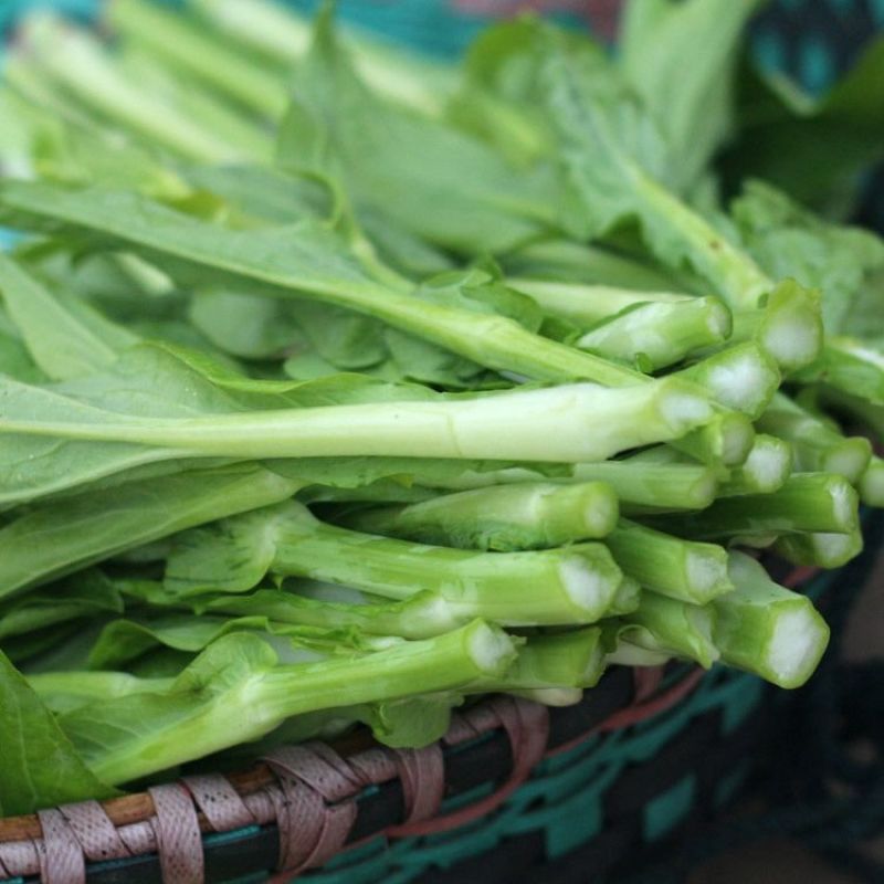 油翠菜心种子耐热耐湿青翠高产甜菜心菜台种籽春秋四季青菜苔