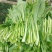油翠菜心种子耐热耐湿青翠高产甜菜心菜台种籽春秋四季青菜苔