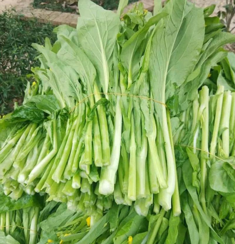 油翠菜心种子耐热耐湿青翠高产甜菜心菜台种籽春秋四季青菜苔