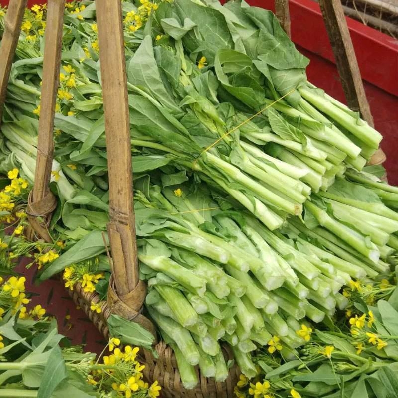 油翠菜心种子耐热耐湿青翠高产甜菜心菜台种籽春秋四季青菜苔