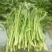 油翠菜心种子耐热耐湿青翠高产甜菜心菜台种籽春秋四季青菜苔