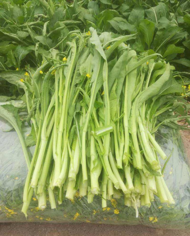 油翠菜心种子耐热耐湿青翠高产甜菜心菜台种籽春秋四季青菜苔