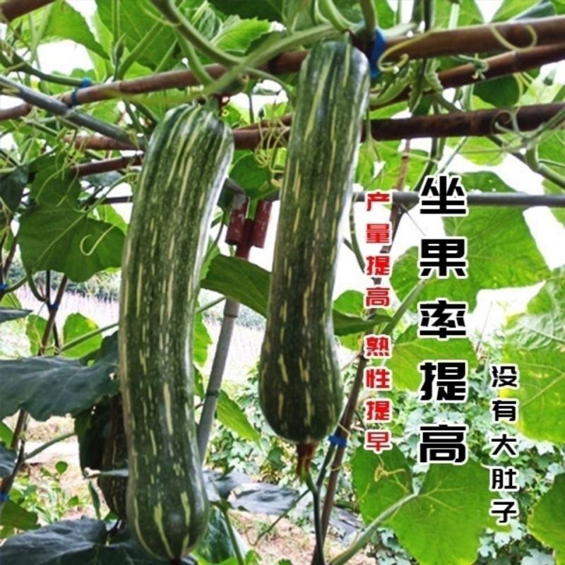 没有“大肚子”的蜜本南瓜种鼎牌健美蜜本南瓜种子面甜南北方