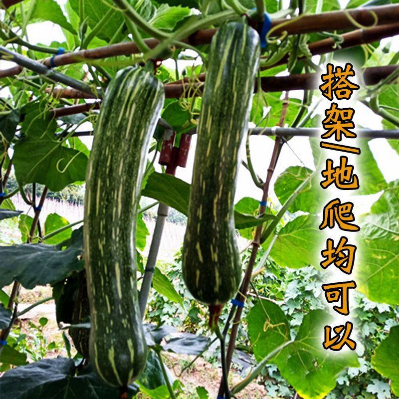 鼎牌健美蜜本南瓜种子没有大肚子蜜本南瓜早熟味甜高产农家蔬
