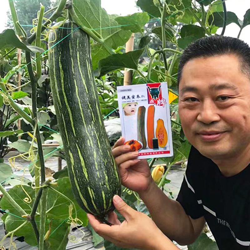 鼎牌健美蜜本南瓜种子没有大肚子蜜本南瓜早熟味甜高产农家蔬