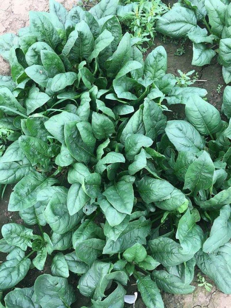 豫艺菠黑菠菜种子黑绿肥厚高产耐寒农家秋季播种早熟精选菠菜