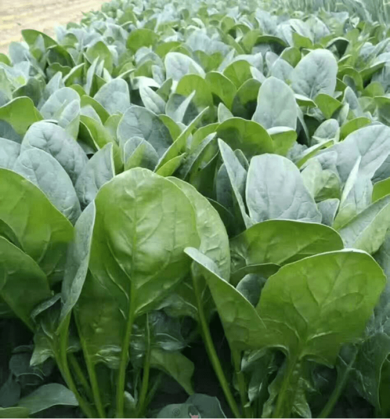 豫艺菠黑菠菜种子黑绿肥厚高产耐寒农家秋季播种早熟精选菠菜