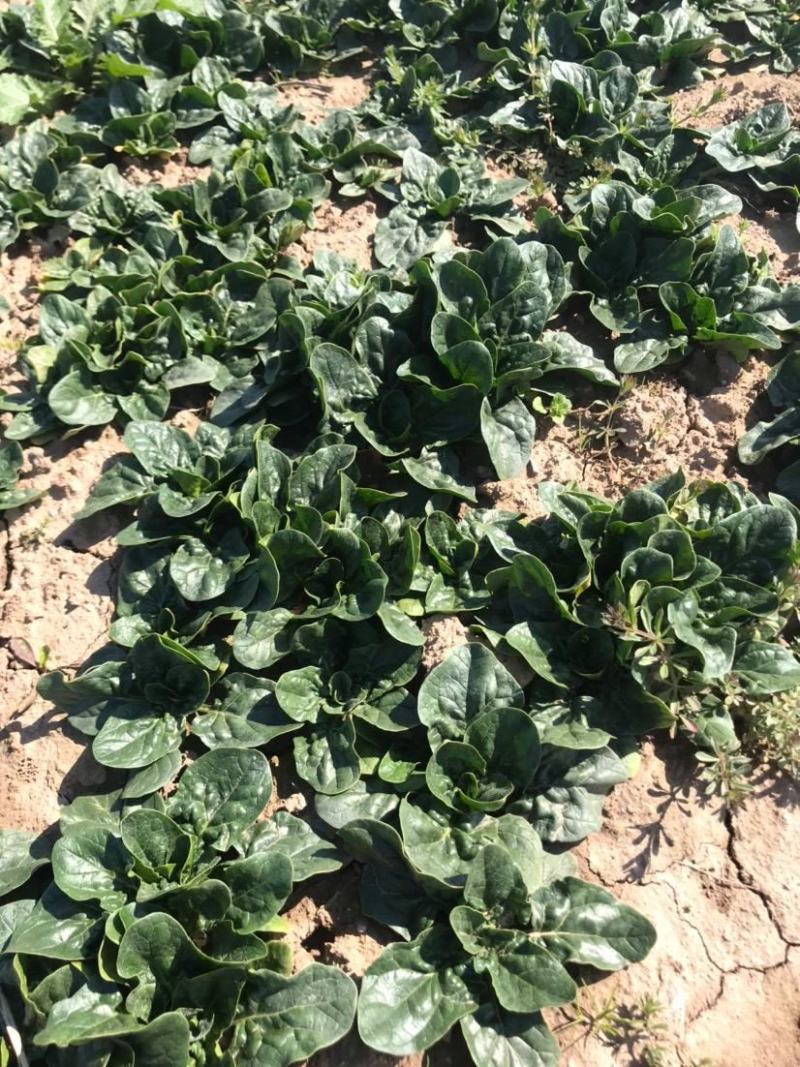 荷兰先锋菠菜种子耐热耐抽苔速生圆叶抗寒大叶菠菜种籽