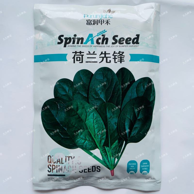 荷兰先锋菠菜种子耐热耐抽苔速生圆叶抗寒大叶菠菜种籽