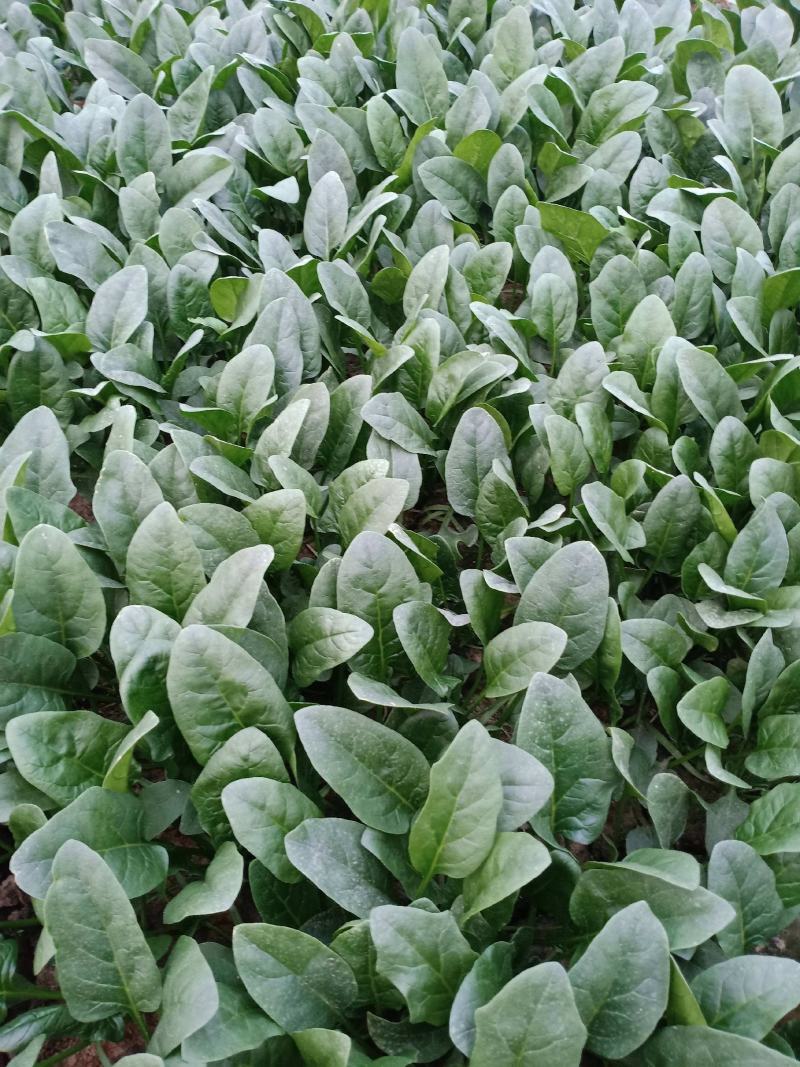 荷兰先锋菠菜种子耐热耐抽苔速生圆叶抗寒大叶菠菜种籽