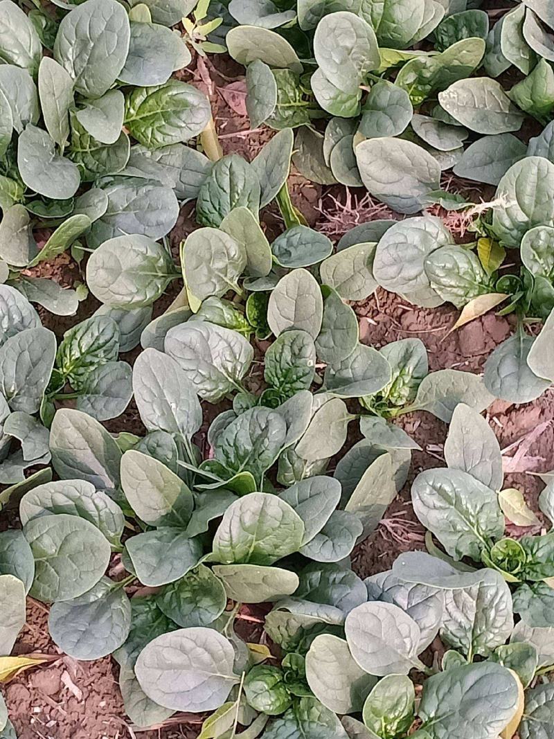 荷兰先锋菠菜种子耐热耐抽苔速生圆叶抗寒大叶菠菜种籽